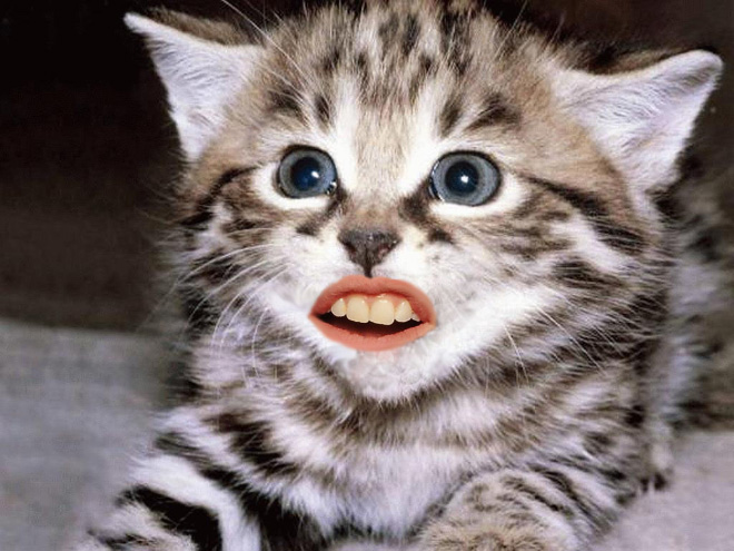 Cats with human mouths are horrifying.