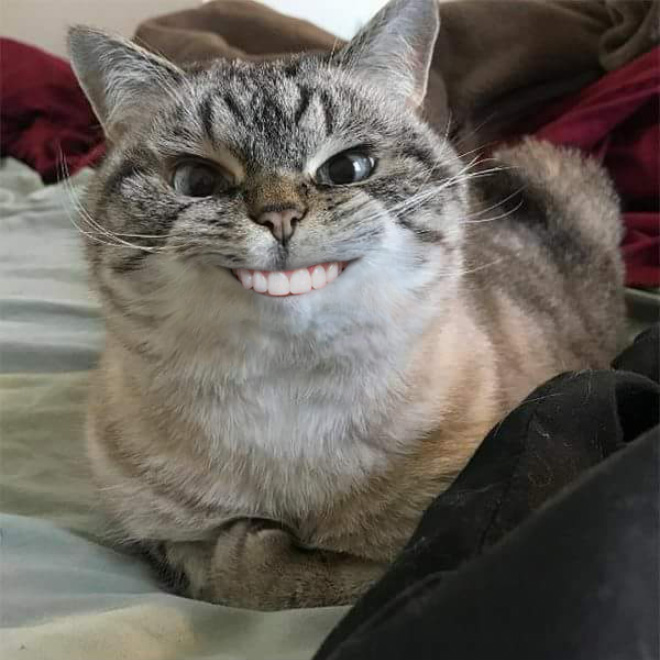 Cats with human mouths are horrifying.