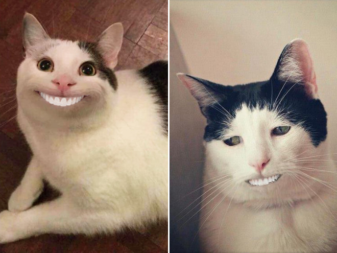 Cats with human mouths are horrifying.