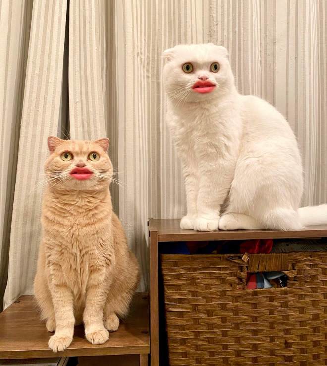 Cats with human mouths are horrifying.