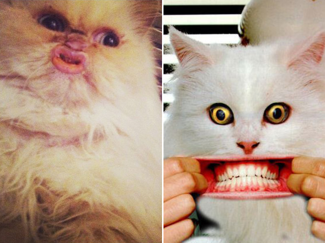 Cats with human mouths are horrifying.