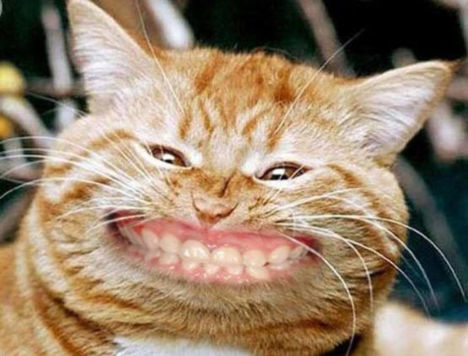 Cats with human mouths are horrifying.