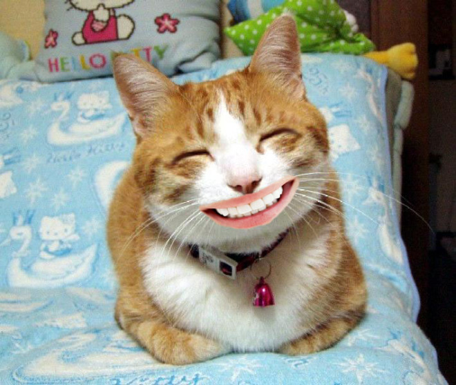 Cats with human mouths are horrifying.