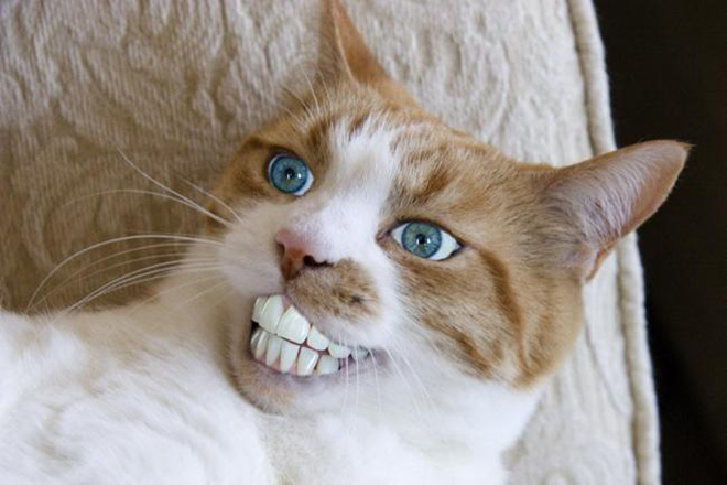 Cats with human mouths are horrifying.