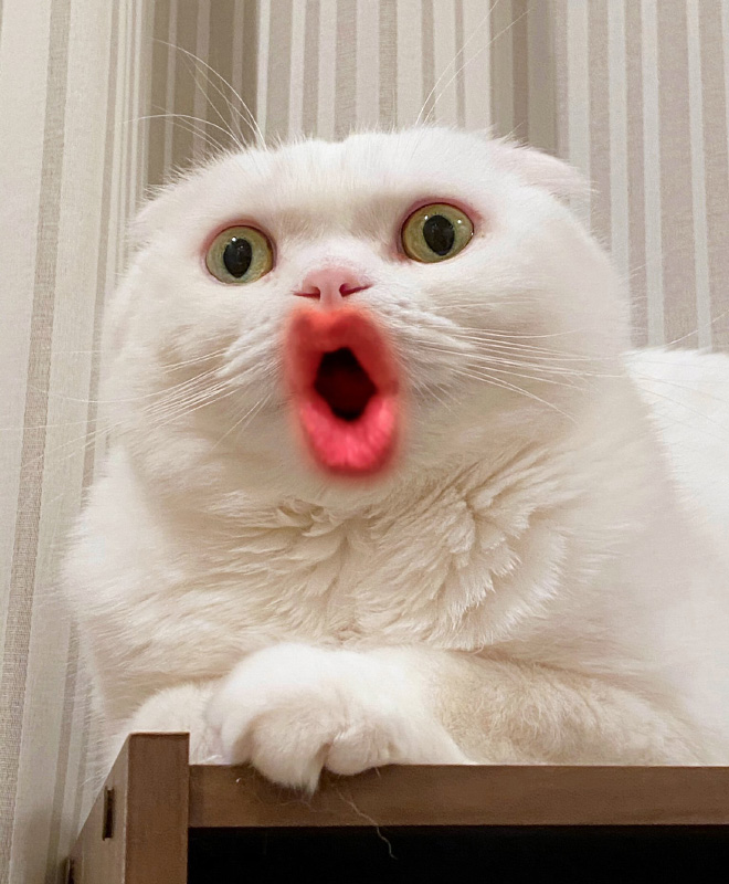 Cats with human mouths are horrifying.