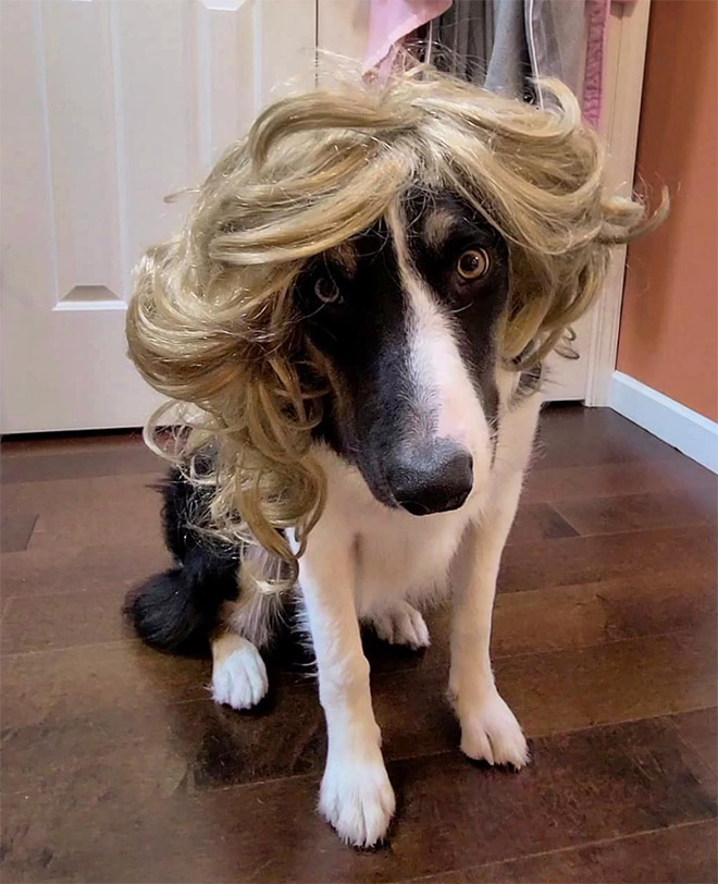 Some dogs wear wigs.