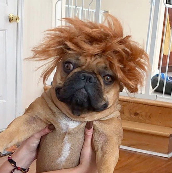Some dogs wear wigs.