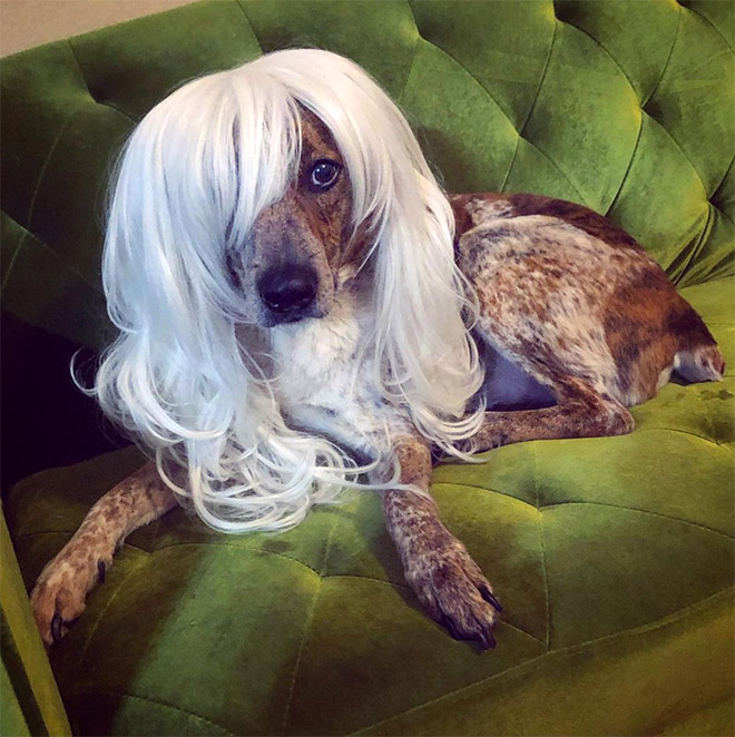 Some dogs wear wigs.