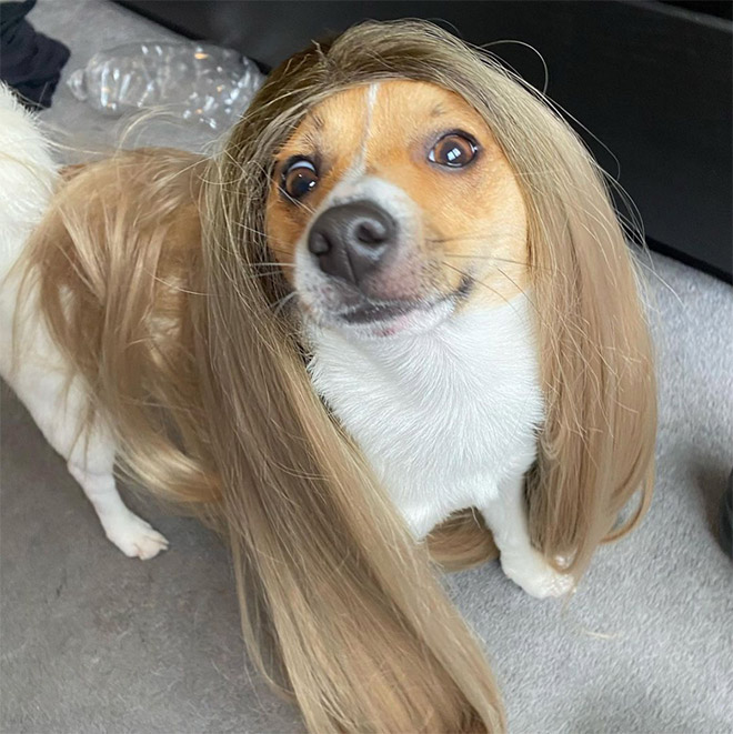 Some dogs wear wigs.