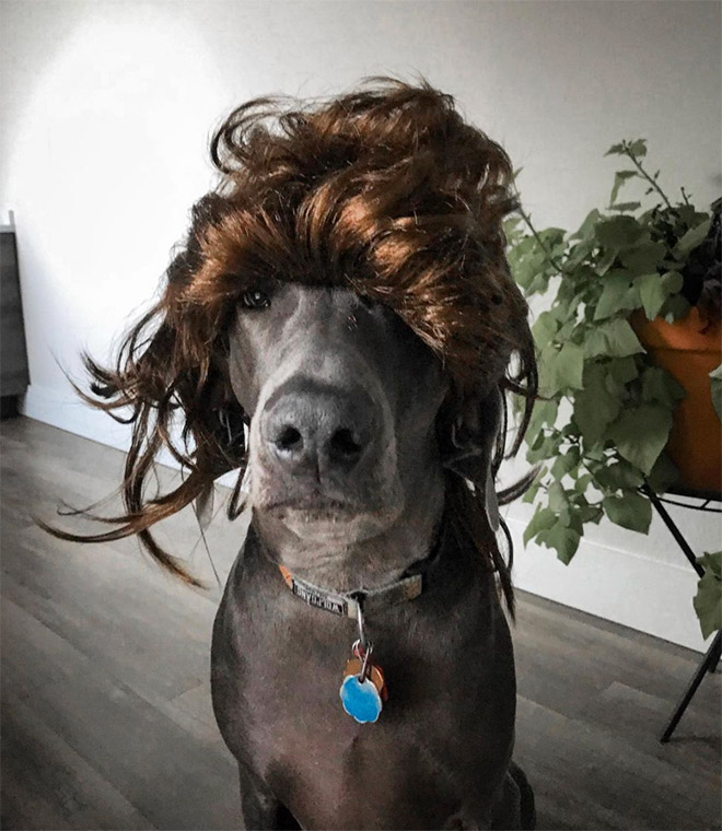 Some dogs wear wigs.