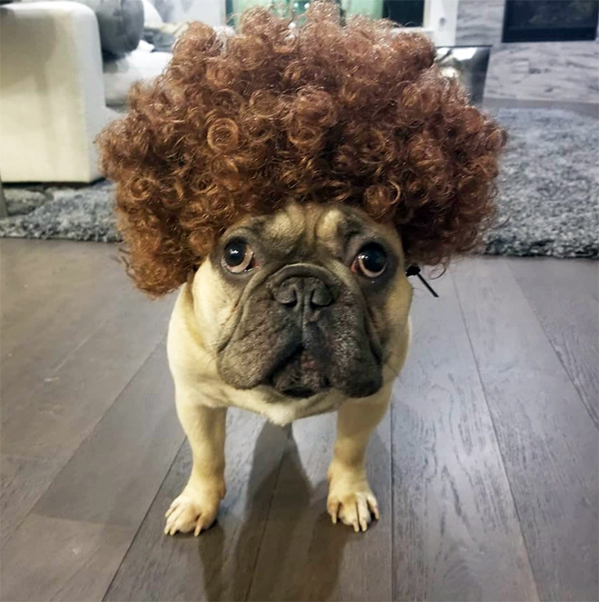 Some dogs wear wigs.