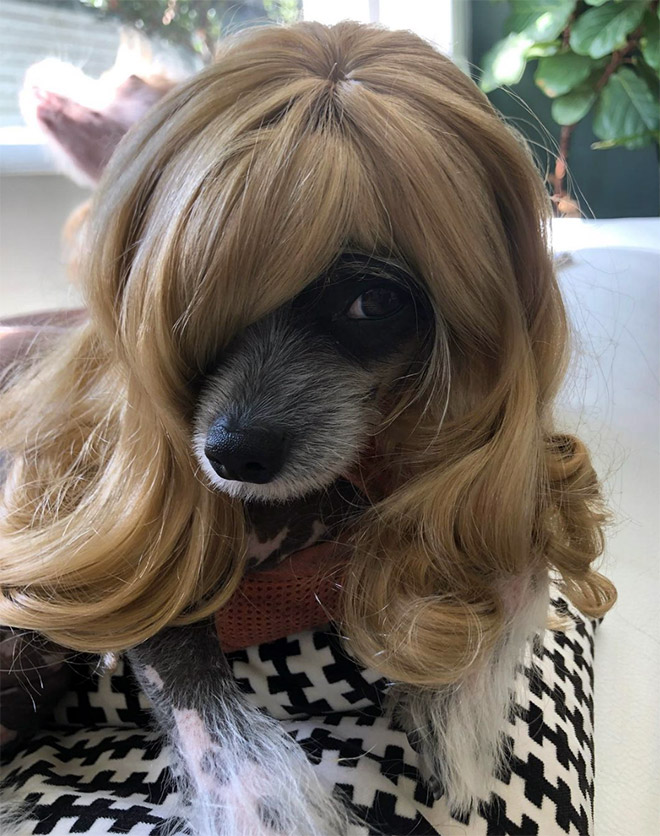 Some dogs wear wigs.