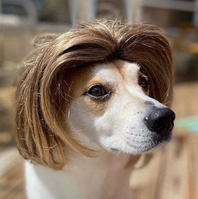 Some dogs wear wigs.