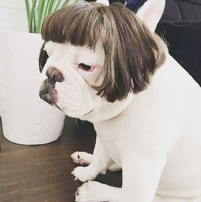 Some dogs wear wigs.