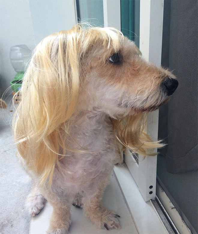 Some dogs wear wigs.