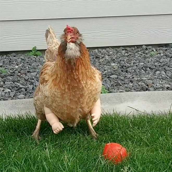 Human-chicken hybrid animal.