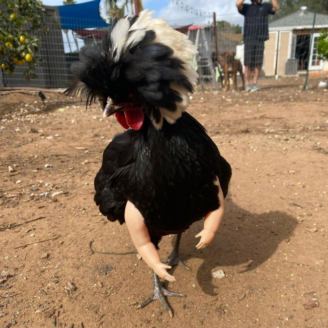 Human-chicken hybrid animal.