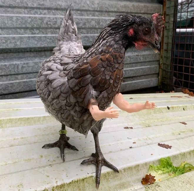 Human-chicken hybrid animal.