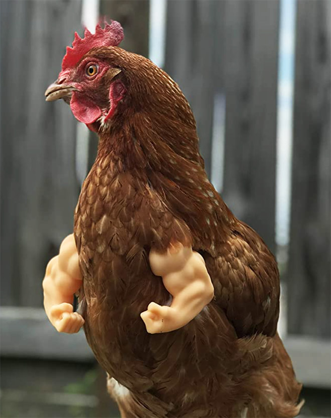 Human-chicken hybrid animal.