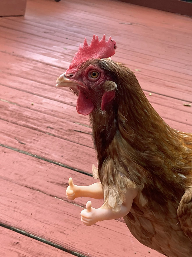 Human-chicken hybrid animal.