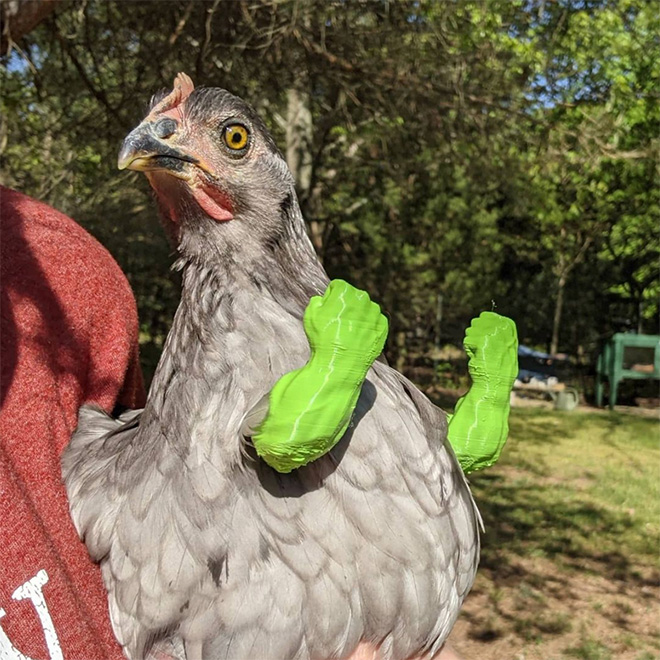 Human-chicken hybrid animal.