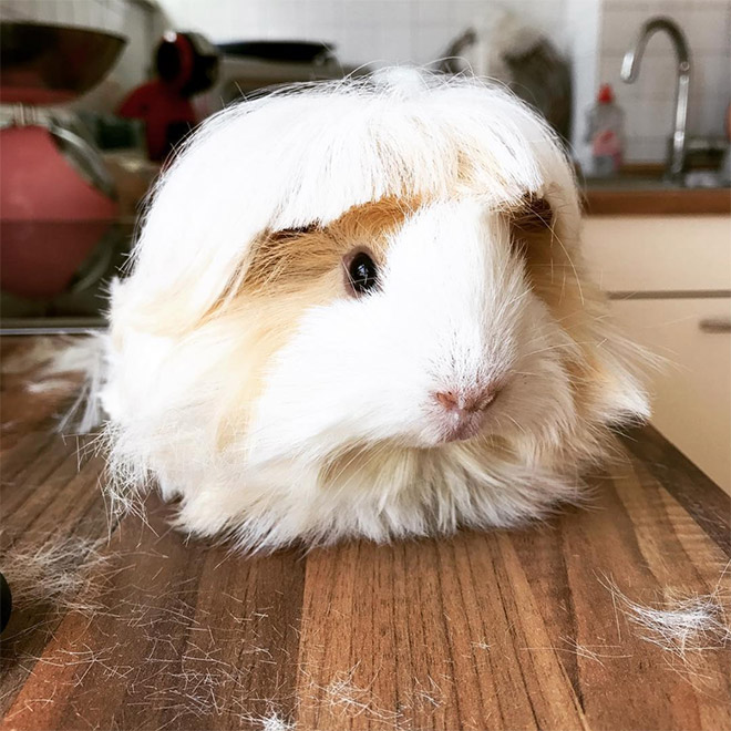 Guinea pig with bangs looks hilarious!