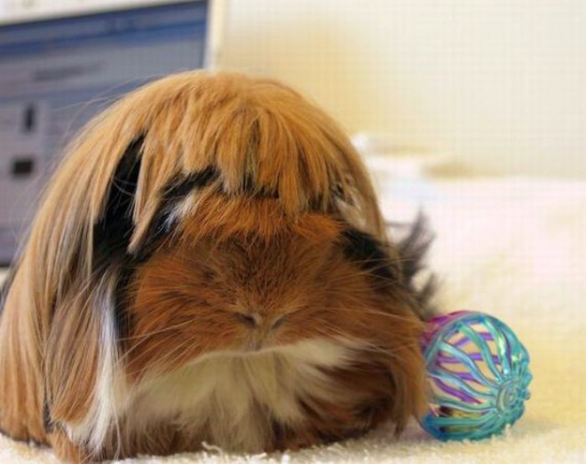 Guinea pig with bangs looks hilarious!