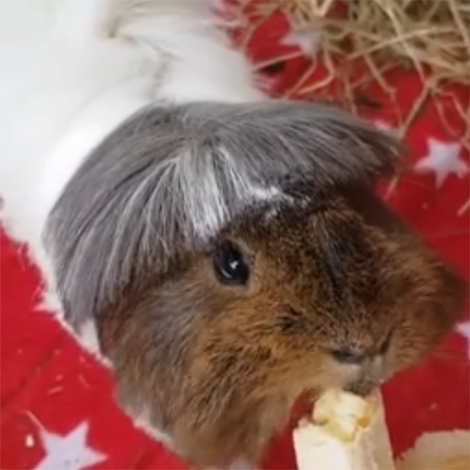 Guinea pig with bangs looks hilarious!