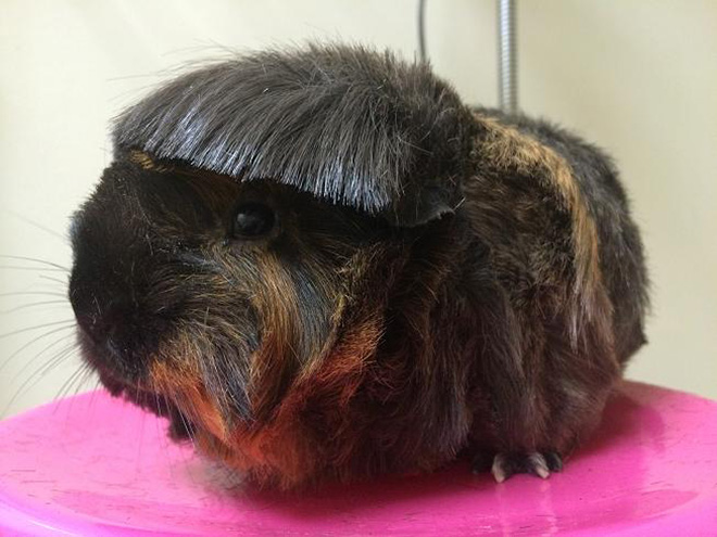 Guinea pig with bangs looks hilarious!