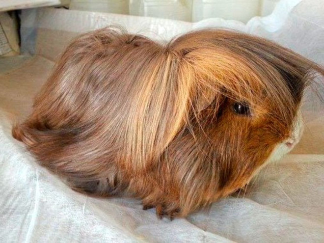 Guinea pig with bangs looks hilarious!