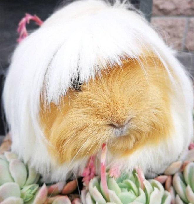 Guinea pig with bangs looks hilarious!