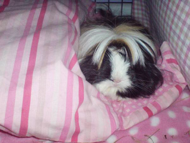 Guinea pig with bangs looks hilarious!