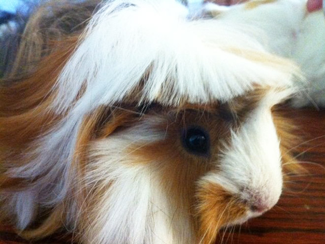 Guinea pig with bangs looks hilarious!