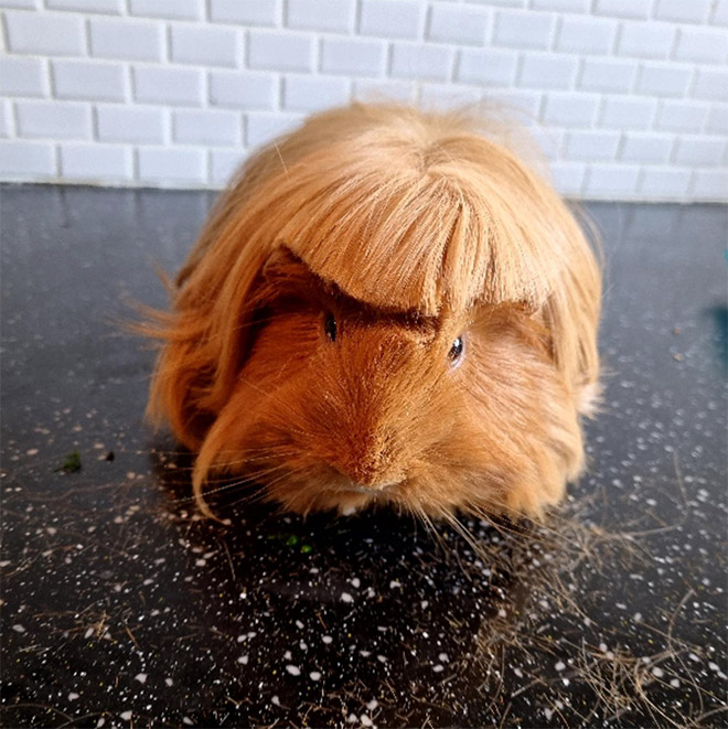 Guinea pig with bangs looks hilarious!