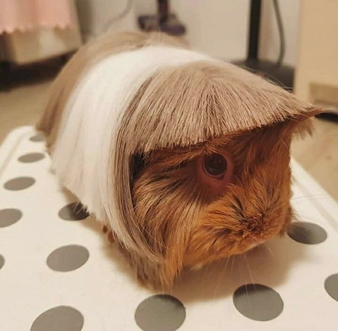 Guinea pig with bangs looks hilarious!