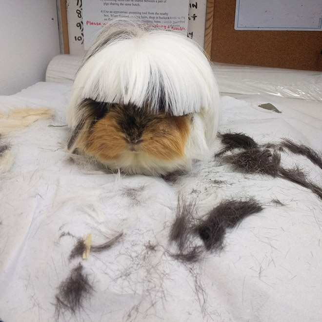 Guinea pig with bangs looks hilarious!