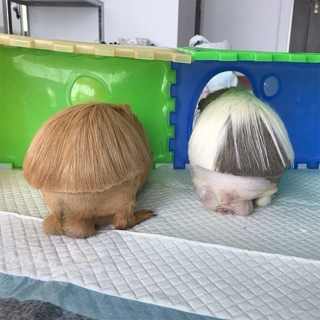 Guinea pig with bangs looks hilarious!