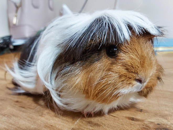 Guinea pig with bangs looks hilarious!