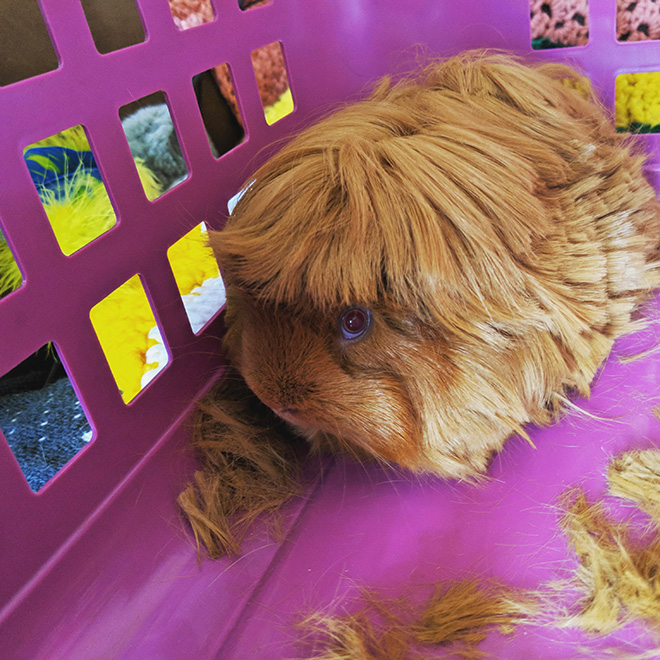 Guinea pig with bangs looks hilarious!