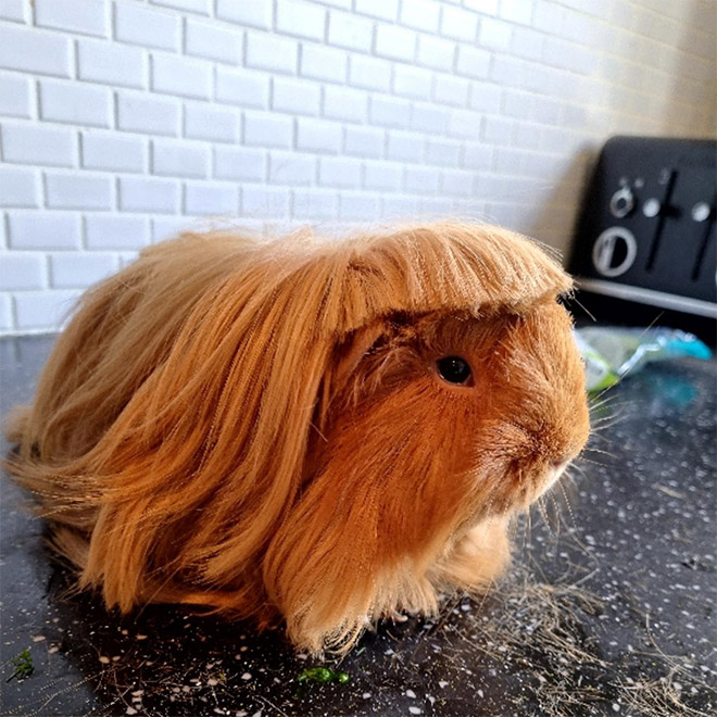 Guinea pig with bangs looks hilarious!