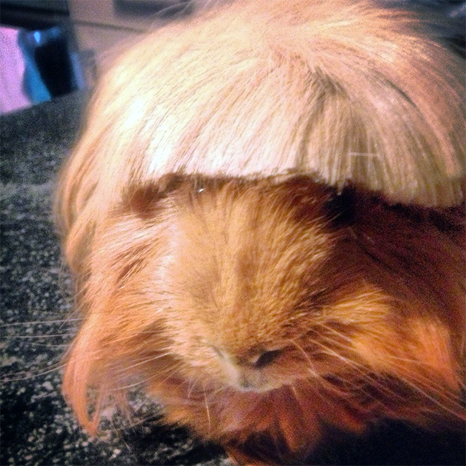 Guinea pig with bangs looks hilarious!