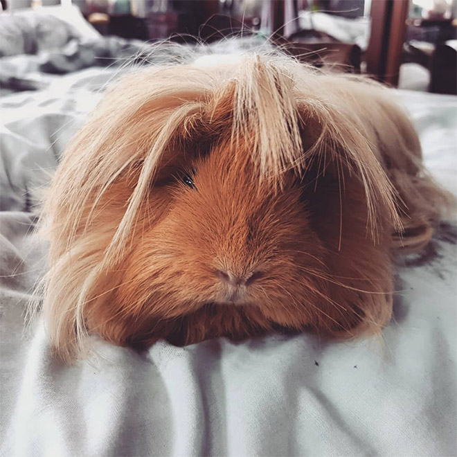 Guinea pig with bangs looks hilarious!