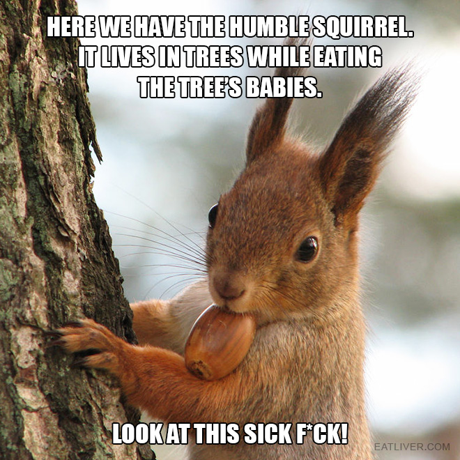 Here we have the humble squirrel. It lives in trees while eating the tree's babies. Look at this sick f*ck!