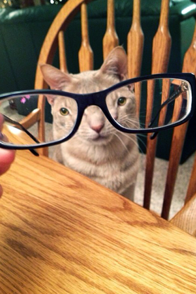 Cat hilariously distorted by glass.