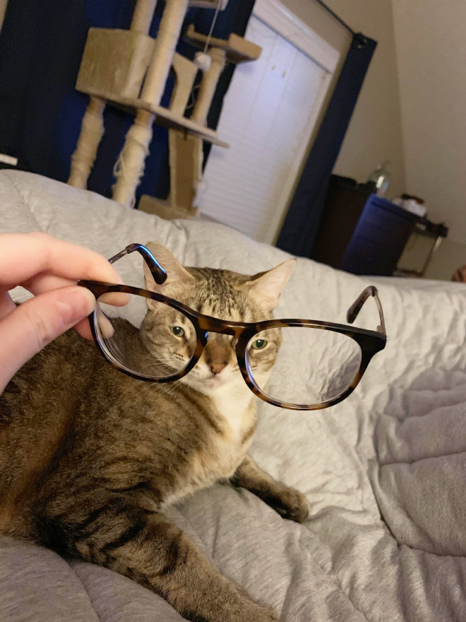 Cat hilariously distorted by glass.