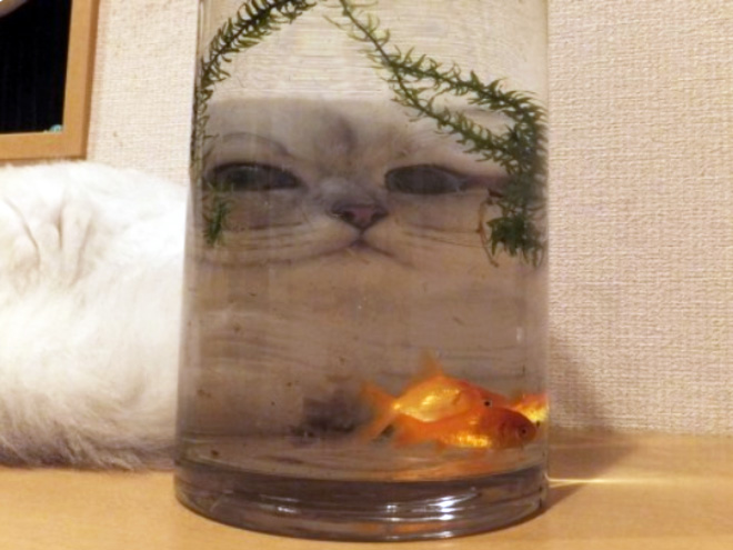 Cat hilariously distorted by glass.