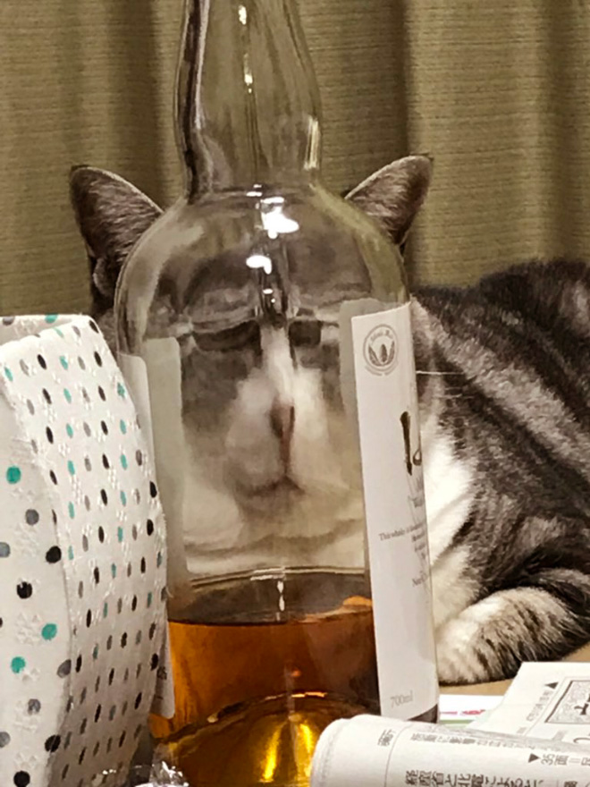 Cat hilariously distorted by glass.