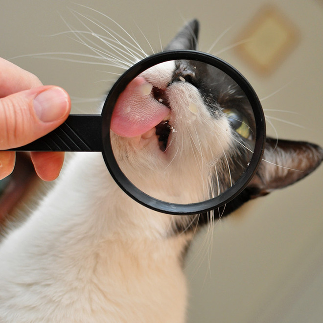 Cat hilariously distorted by glass.