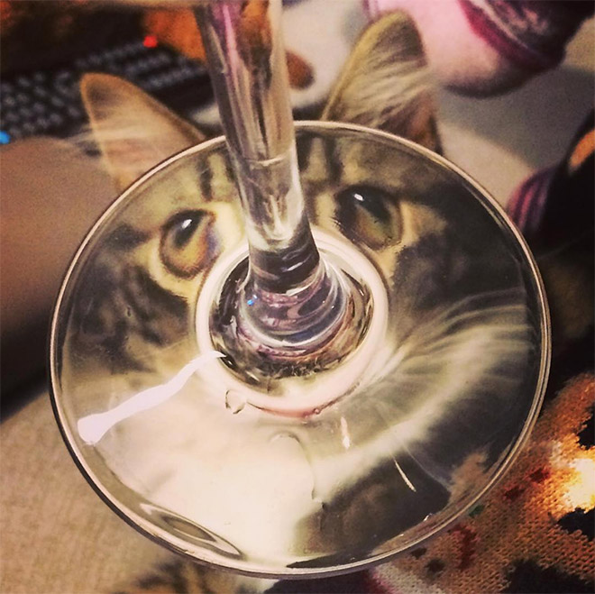 Cat hilariously distorted by glass.