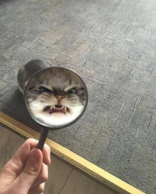 Cat hilariously distorted by glass.